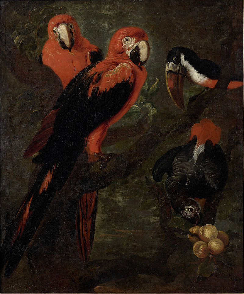 Parrots (scarlet macaw, grey parrot and toucan)