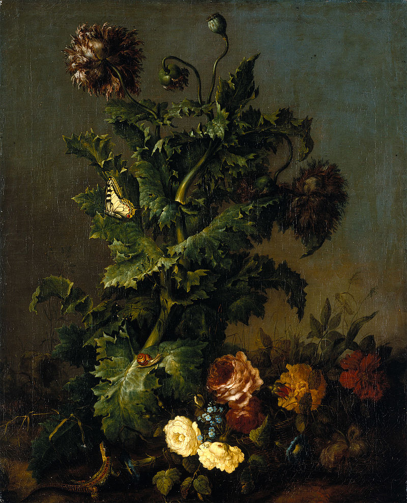Floral Still Life. Poppy Plant with Butterfly