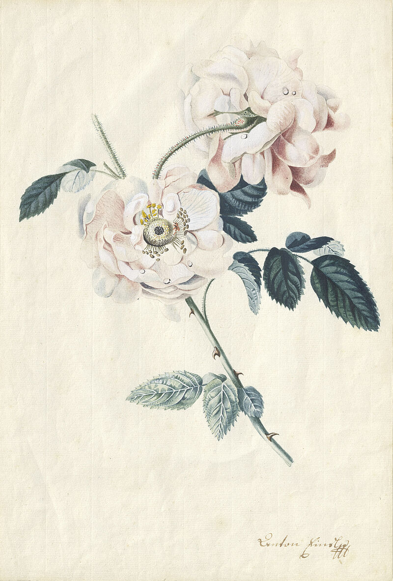 Rosen

Residenzgalerie Salzburg (in memoriam Roman Szalay - Schenkung von Anna Szalay)