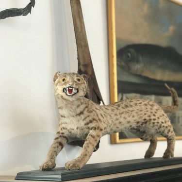 Artikelbild Tierisches aus der Kunst- & Wunderkammer